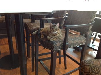Lula the kitty